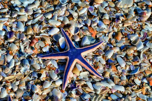 Starfish – Thursday’s Daily Jigsaw Puzzle