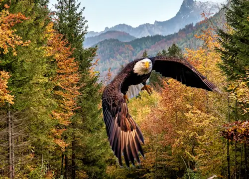 Beautiful Eagle – Monday’s Daily Jigsaw Puzzle